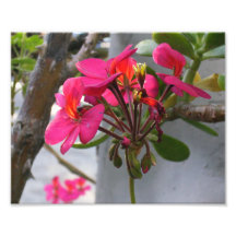 Wildflowers cor-de-rosa impressão fotográficas