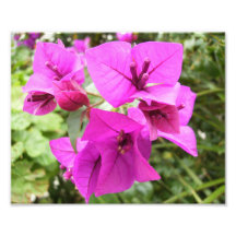 Wildflowers roxos foto