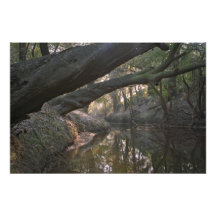 Wolf Creek, Florida. Impressão Fotográficas