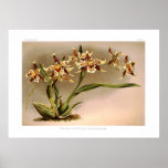 Xanthoglossum do hallii de Odontoglossum Posters