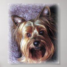 Yorkie Poster