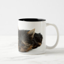 Yorkshire terrier canecas