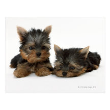 Yorkshire terrier cartoes postais