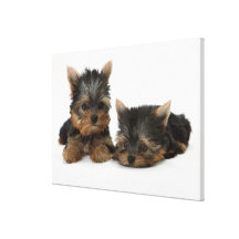 Yorkshire terrier impressão de canvas envolvidas