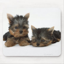 Yorkshire terrier mousepad