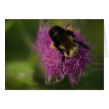 zangão em uma flor cartões