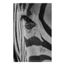 Zebra - arte da foto papéis personalizados