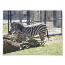 Zebra Foto Arte