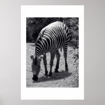 Zebra Pôsteres