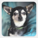 Pesquisar por chihuahua adesivos Autocolante