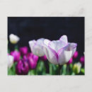 Pesquisar por tulipa branca cartoes postais Para todos