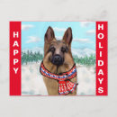 Pesquisar por natal pastor alemão cartoes postais German shepherd