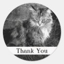 Pesquisar por cat adesivos Preto