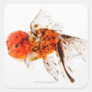 Pesquisar por aletas adesivos Sealife