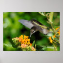 Pesquisar por do colibri pôsteres pósteres Para todos