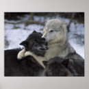 Pesquisar por lobo na neve pôsteres pósteres Natureza