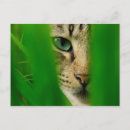 Pesquisar por gato com olhos verdes cartoes postais Gatos