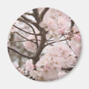 Pesquisar por flor de cerejeira imas Sakura