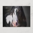 Pesquisar por cavalo ocidental cartoes postais Cavalos