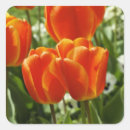 Pesquisar por tulipa adesivos Arte