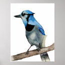 Pesquisar por pintura azul Vida selvagem