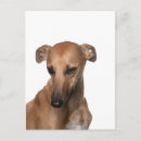 Pesquisar por whippet cartoes postais Cão