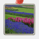 Pesquisar por florescência ornamentos Verde