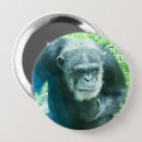 Pesquisar por chimpanzé pequeno Primatas
