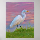 Pesquisar por egrets pôsteres pósteres Animais