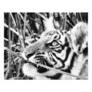Pesquisar por tigre branco bebê crianças Tigres