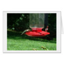 Pesquisar por colibris Natureza