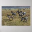 Pesquisar por zebra pósteres Rebanho