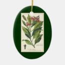 Pesquisar por ilustração botânica ornamentos Ilustrações vintage