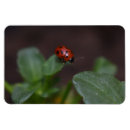 Pesquisar por ladybird imas Inseto