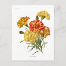 Pesquisar por cravo cartoes postais Floral