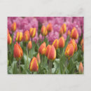 Pesquisar por dutch cartoes postais Tulip