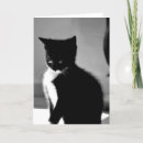 Pesquisar por tuxedo kitten cartoes Preto e branco