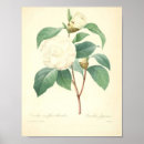 Pesquisar por camélias pósteres Para ela