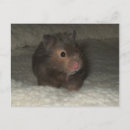Pesquisar por hamster cartoes postais Animais