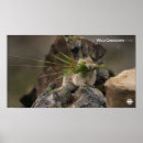 Pesquisar por latin america pôsteres pósteres Natureza