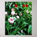 Pesquisar por tulipa pósteres Colorido
