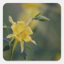 Pesquisar por flor bom dia adesivos Para todos