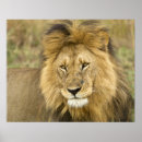 Pesquisar por panthera leo pôsteres pósteres Kenya