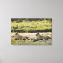 Pesquisar por panthera leo pôsteres pósteres Animais no selvagem