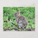 Pesquisar por bunny cartoes postais Fofofo