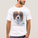 Pesquisar por spaniel de rei charles descuidado masculinas roupas Filhote de cachorro