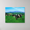 Pesquisar por bovino impressão de canvas Animal