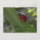 Pesquisar por joaninha cartoes postais ladybug