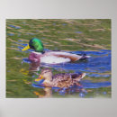 Pesquisar por patos selvagens pôsteres pósteres Pássaros