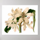 Pesquisar por amaryllis pôsteres pósteres Para todos